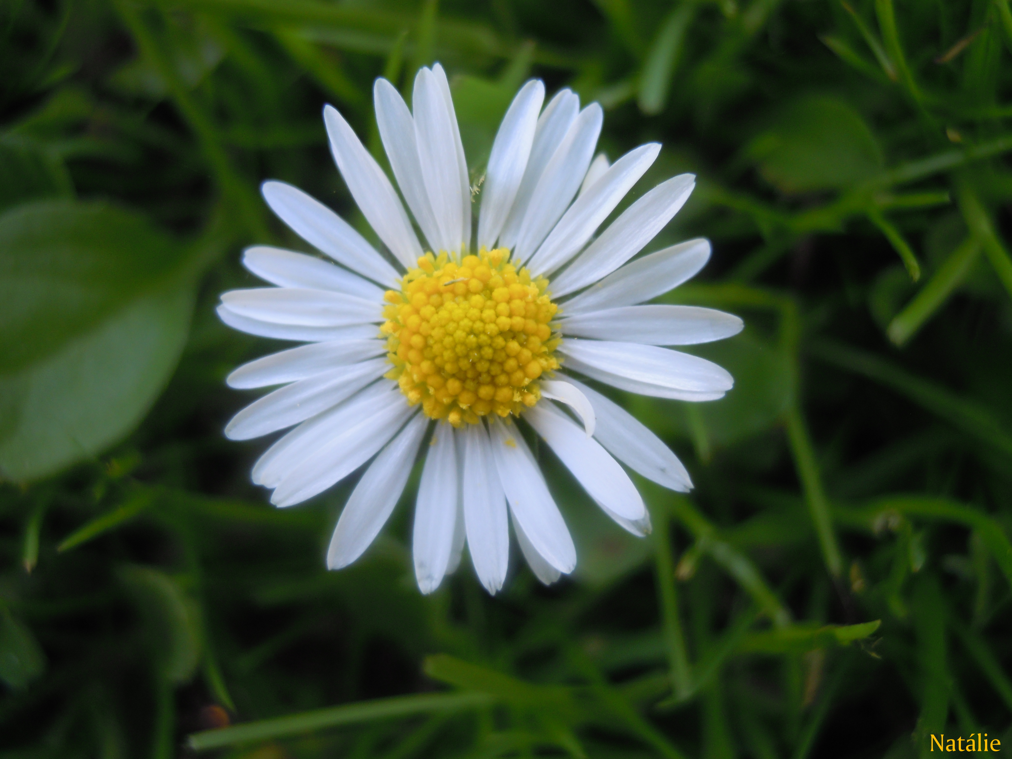 DSCN2164